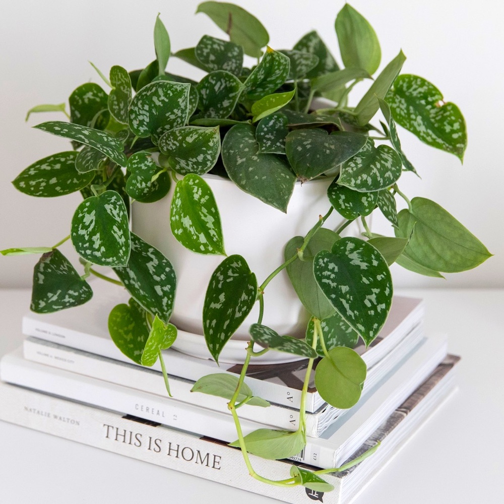 LIVE Silver Satin Pothos Plant - Picture 4 of 8